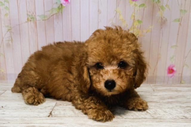 北海道のトイプードル(トイ) (Coo&RIKU函館店/2025年6月13日生まれ/男の子/レッド)の子犬の3枚目の画像