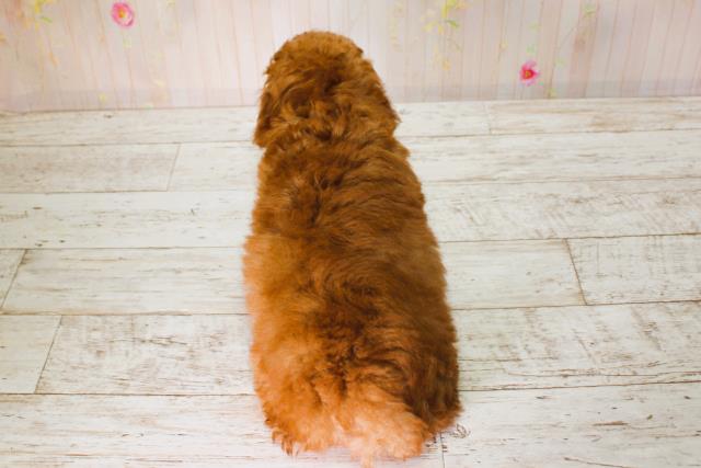 北海道のトイプードル(トイ) (Coo&RIKU函館店/2025年6月13日生まれ/男の子/レッド)の子犬の4枚目の画像