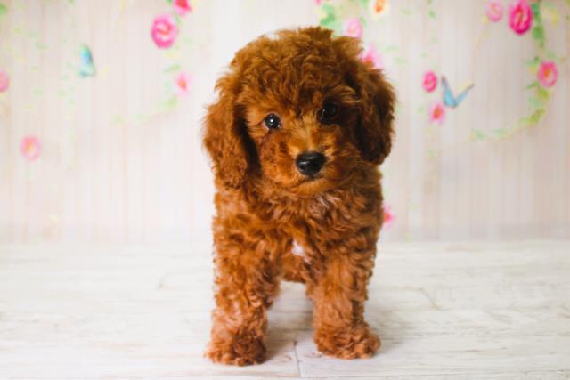 北海道のトイプードル(トイ) (Coo&RIKU札幌西店/2025年6月13日生まれ/男の子/レッド)の子犬