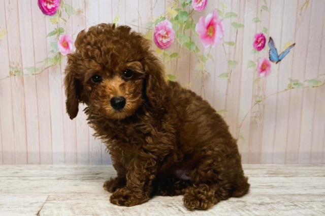北海道のトイプードル(トイ) (Coo&RIKU札幌西店/2025年6月13日生まれ/男の子/レッド)の子犬の2枚目の画像