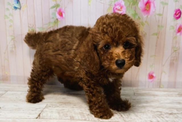 北海道のトイプードル(トイ) (Coo&RIKU札幌西店/2025年6月13日生まれ/男の子/レッド)の子犬の3枚目の画像