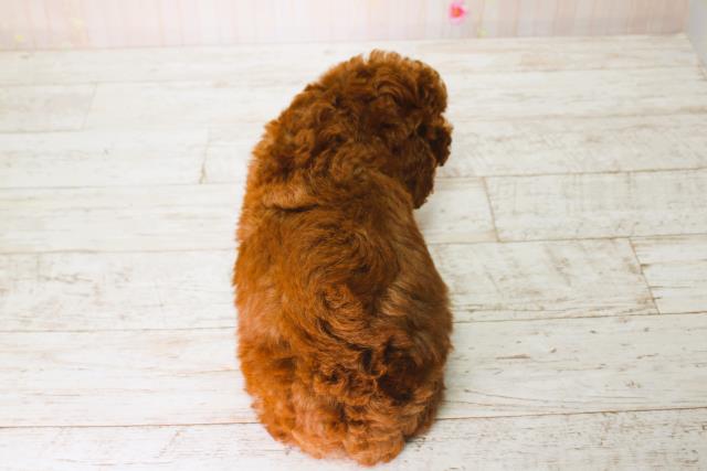 北海道のトイプードル(トイ) (Coo&RIKU札幌西店/2025年6月13日生まれ/男の子/レッド)の子犬の4枚目の画像