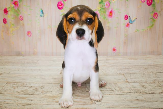 北海道のビーグル (Coo&RIKU苫小牧店/2025年6月15日生まれ/男の子/ブラックタンホワイト)の子犬