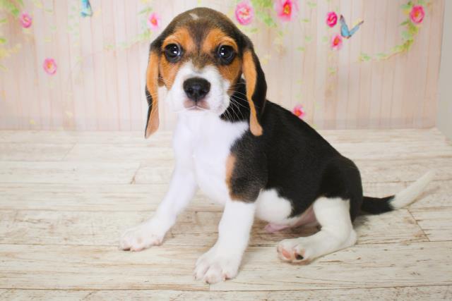 北海道のビーグル (Coo&RIKU苫小牧店/2025年6月15日生まれ/男の子/ブラックタンホワイト)の子犬の2枚目の画像