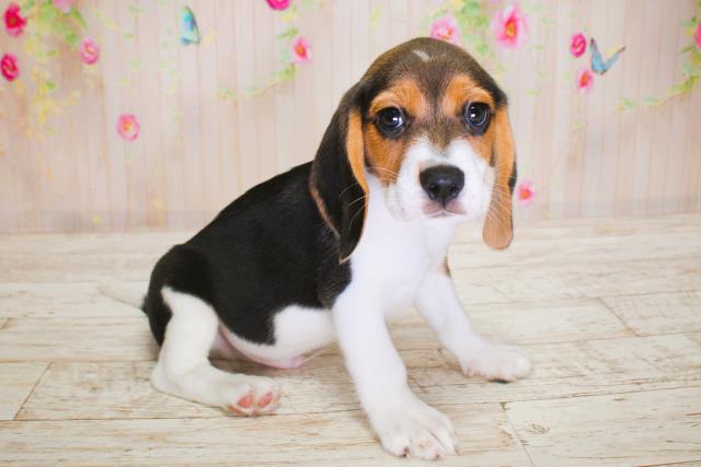北海道のビーグル (Coo&RIKU苫小牧店/2025年6月15日生まれ/男の子/ブラックタンホワイト)の子犬の3枚目の画像