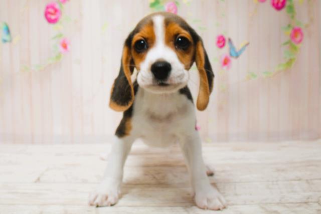 北海道のビーグル (Coo&RIKU札幌東店/2025年6月15日生まれ/男の子/ブラックタンホワイト)の子犬