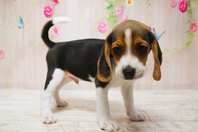 北海道のビーグル (Coo&RIKU札幌東店/2025年6月15日生まれ/男の子/ブラックタンホワイト)の子犬の3枚目の画像