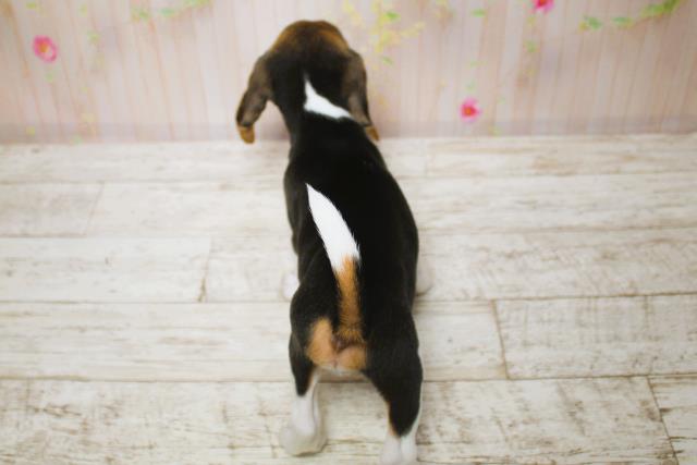 北海道のビーグル (Coo&RIKU札幌東店/2025年6月15日生まれ/男の子/ブラックタンホワイト)の子犬の4枚目の画像