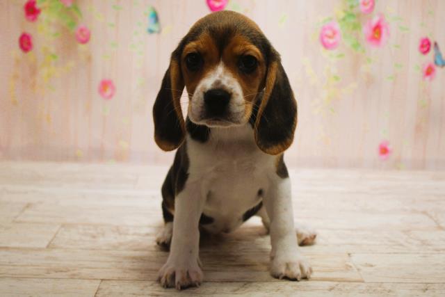 北海道のビーグル (Coo&RIKU室蘭店/2025年6月15日生まれ/女の子/ブラックタンホワイト)の子犬