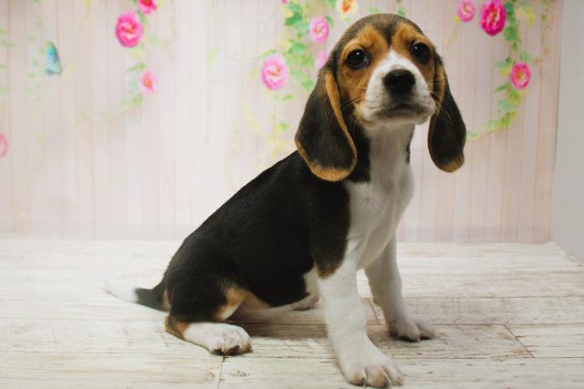 北海道のビーグル (Coo&RIKU室蘭店/2025年6月15日生まれ/女の子/ブラックタンホワイト)の子犬の3枚目の画像