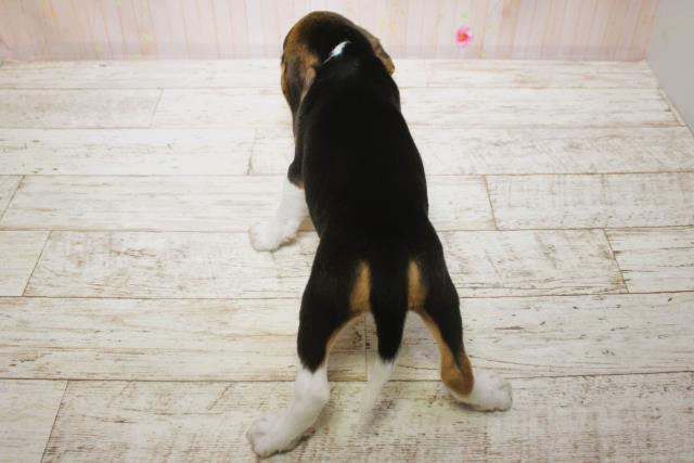北海道のビーグル (Coo&RIKU室蘭店/2025年6月15日生まれ/女の子/ブラックタンホワイト)の子犬の4枚目の画像