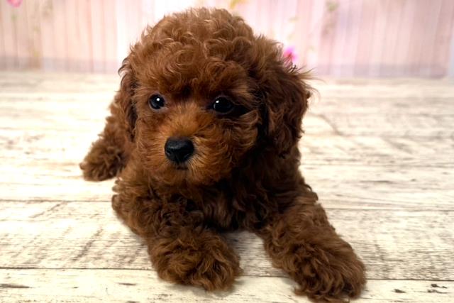 千葉県のトイプードル(トイ) (Coo&RIKUフレスポ稲毛店/2025年6月12日生まれ/女の子/レッド)の子犬の1枚目の画像