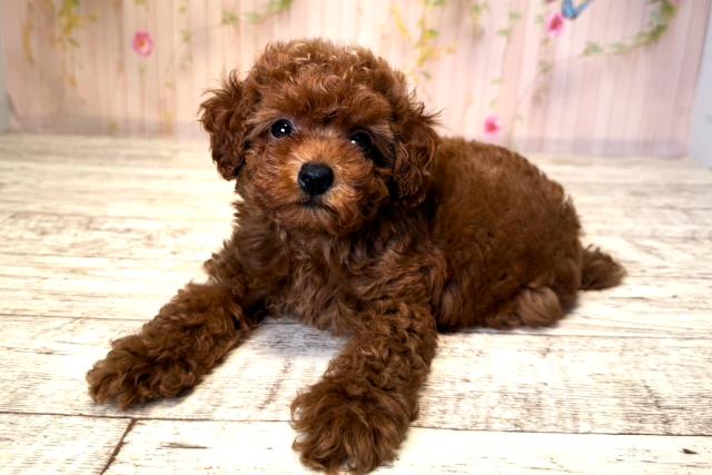 千葉県のトイプードル(トイ) (Coo&RIKUフレスポ稲毛店/2025年6月12日生まれ/女の子/レッド)の子犬の2枚目の画像