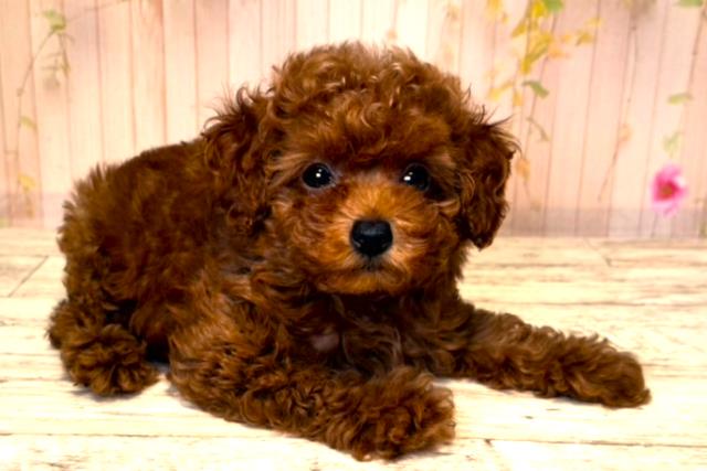 千葉県のトイプードル(トイ) (Coo&RIKUフレスポ稲毛店/2025年6月12日生まれ/女の子/レッド)の子犬の3枚目の画像