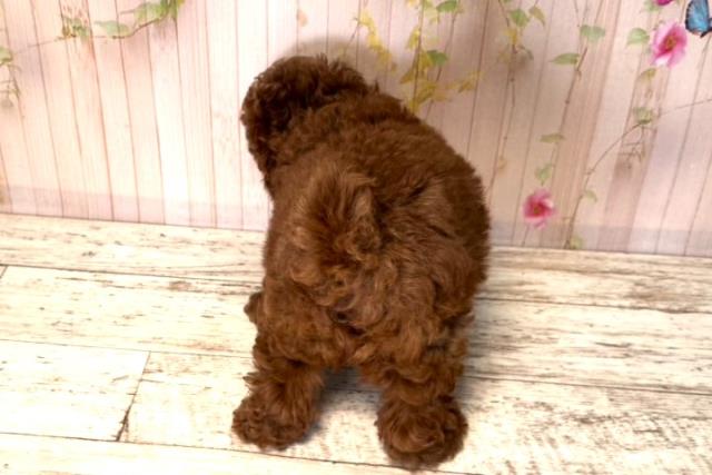 千葉県のトイプードル(トイ) (Coo&RIKUフレスポ稲毛店/2025年6月12日生まれ/女の子/レッド)の子犬の4枚目の画像