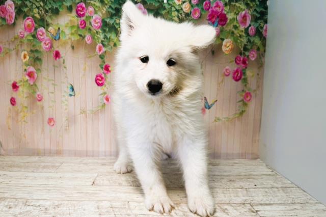 北海道のサモエド (Coo&RIKU岩見沢店/2025年6月14日生まれ/女の子/ホワイト)の子犬の1枚目の画像