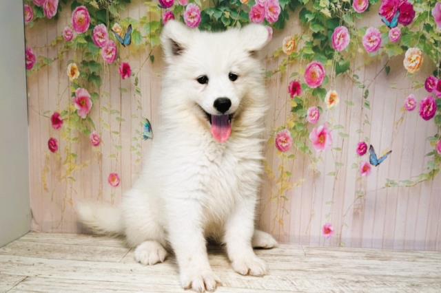 北海道のサモエド (Coo&RIKU岩見沢店/2025年6月14日生まれ/女の子/ホワイト)の子犬の2枚目の画像