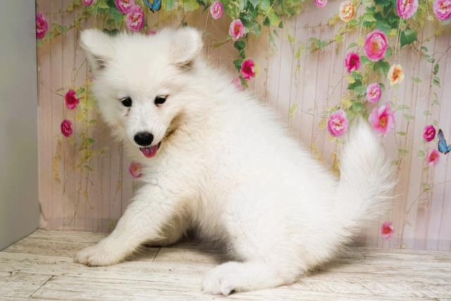 北海道のサモエド (Coo&RIKU岩見沢店/2025年6月14日生まれ/女の子/ホワイト)の子犬の3枚目の画像