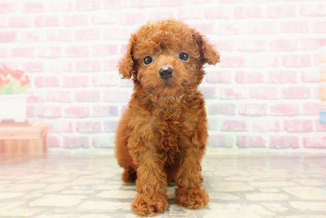 栃木県のトイプードル(トイ) (Coo&RIKUイオンタウン佐野店/2025年6月15日生まれ/男の子/レッド)の子犬の1枚目の画像