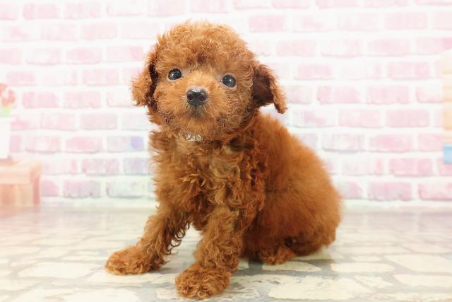 栃木県のトイプードル(トイ) (Coo&RIKUイオンタウン佐野店/2025年6月15日生まれ/男の子/レッド)の子犬の2枚目の画像