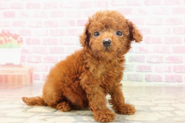 栃木県のトイプードル(トイ) (Coo&RIKUイオンタウン佐野店/2025年6月15日生まれ/男の子/レッド)の子犬の3枚目の画像