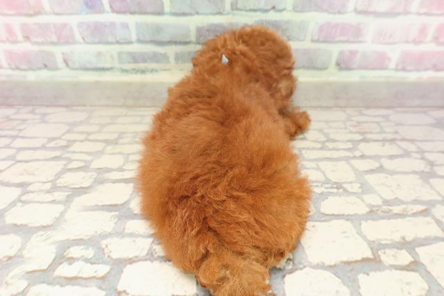 栃木県のトイプードル(トイ) (Coo&RIKUイオンタウン佐野店/2025年6月15日生まれ/男の子/レッド)の子犬の4枚目の画像