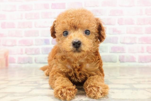栃木県のトイプードル(トイ) (Coo&RIKUFKDインターパーク店/2025年6月15日生まれ/女の子/レッド)の子犬の1枚目の画像