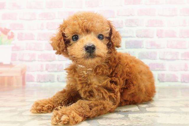 栃木県のトイプードル(トイ) (Coo&RIKUFKDインターパーク店/2025年6月15日生まれ/女の子/レッド)の子犬の2枚目の画像