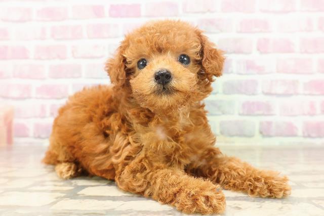 栃木県のトイプードル(トイ) (Coo&RIKUFKDインターパーク店/2025年6月15日生まれ/女の子/レッド)の子犬の3枚目の画像