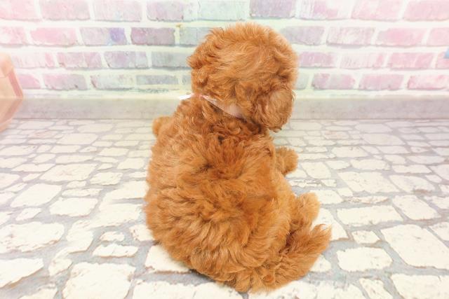 栃木県のトイプードル(トイ) (Coo&RIKUFKDインターパーク店/2025年6月15日生まれ/女の子/レッド)の子犬の4枚目の画像