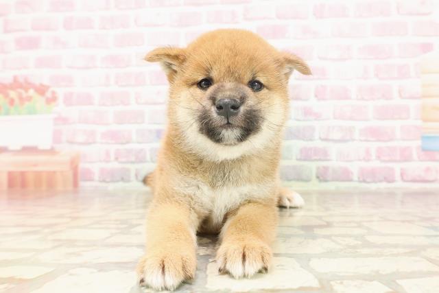 埼玉県の柴犬(標準サイズ) (Coo&RIKUアニマルケアセンター大宮/2025年6月15日生まれ/男の子/赤)の子犬の1枚目の画像