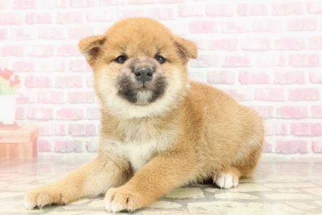 埼玉県の柴犬(標準サイズ) (Coo&RIKUアニマルケアセンター大宮/2025年6月15日生まれ/男の子/赤)の子犬の2枚目の画像