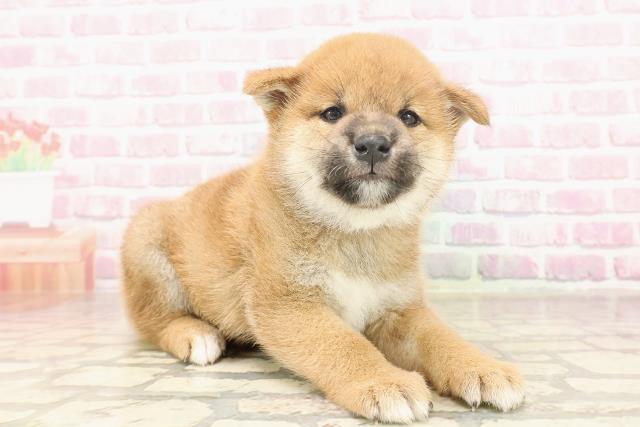 埼玉県の柴犬(標準サイズ) (Coo&RIKUアニマルケアセンター大宮/2025年6月15日生まれ/男の子/赤)の子犬の3枚目の画像