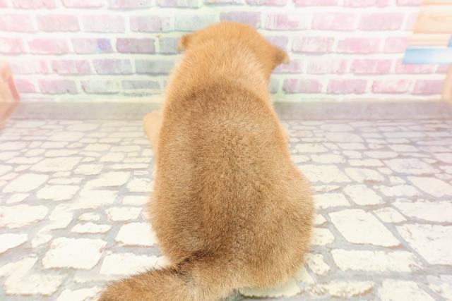 埼玉県の柴犬(標準サイズ) (Coo&RIKUアニマルケアセンター大宮/2025年6月15日生まれ/男の子/赤)の子犬の4枚目の画像