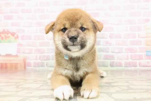 埼玉県の柴犬(標準サイズ) (Coo&RIKUアニマルケアセンター大宮/2025年6月15日生まれ/男の子/赤)の子犬の1枚目の画像