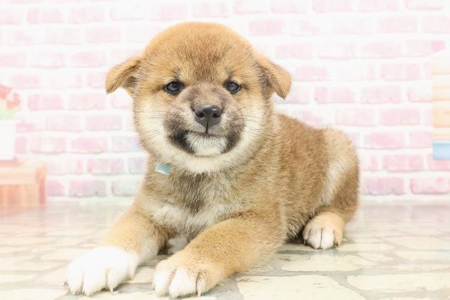 埼玉県の柴犬(標準サイズ) (Coo&RIKUアニマルケアセンター大宮/2025年6月15日生まれ/男の子/赤)の子犬の2枚目の画像