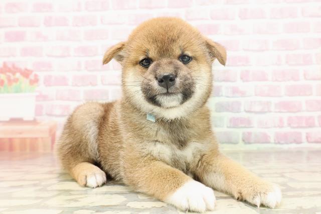 埼玉県の柴犬(標準サイズ) (Coo&RIKUアニマルケアセンター大宮/2025年6月15日生まれ/男の子/赤)の子犬の3枚目の画像