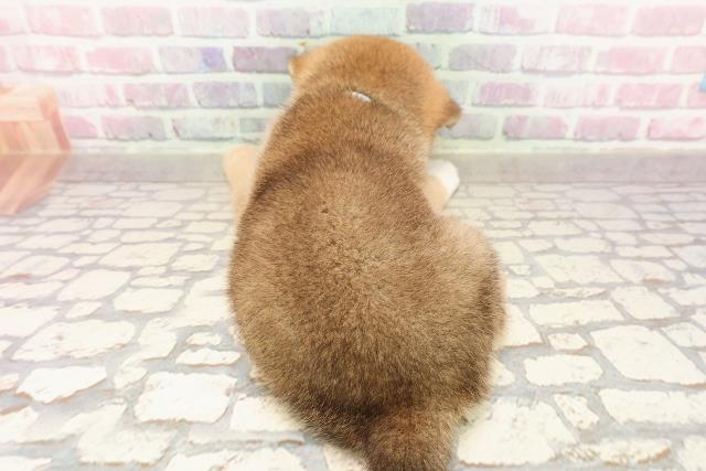 埼玉県の柴犬(標準サイズ) (Coo&RIKUアニマルケアセンター大宮/2025年6月15日生まれ/男の子/赤)の子犬の4枚目の画像