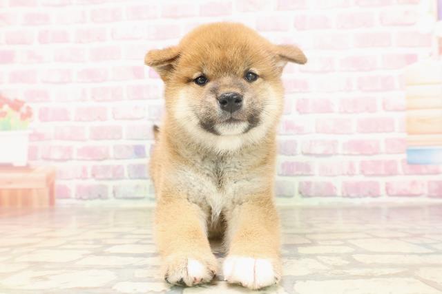 埼玉県の柴犬(標準サイズ) (Coo&RIKUアニマルケアセンター大宮/2025年6月15日生まれ/男の子/赤)の子犬の1枚目の画像