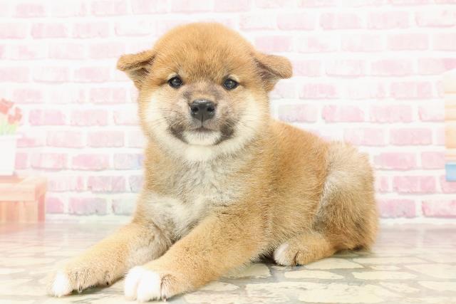 埼玉県の柴犬(標準サイズ) (Coo&RIKUアニマルケアセンター大宮/2025年6月15日生まれ/男の子/赤)の子犬の2枚目の画像