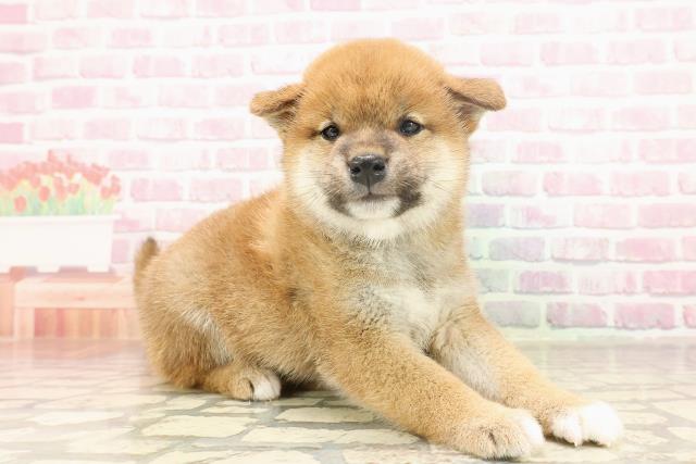 埼玉県の柴犬(標準サイズ) (Coo&RIKUアニマルケアセンター大宮/2025年6月15日生まれ/男の子/赤)の子犬の3枚目の画像