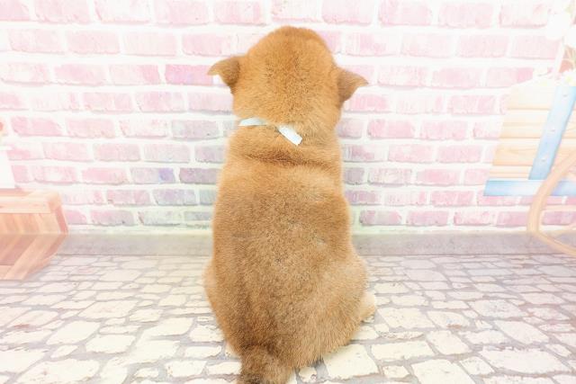 埼玉県の柴犬(標準サイズ) (Coo&RIKUアニマルケアセンター大宮/2025年6月15日生まれ/男の子/赤)の子犬の4枚目の画像