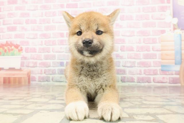 埼玉県の柴犬(標準サイズ) (Coo&RIKUアニマルケアセンター大宮/2025年6月13日生まれ/女の子/赤)の子犬の1枚目の画像