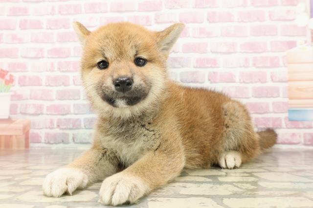 埼玉県の柴犬(標準サイズ) (Coo&RIKUアニマルケアセンター大宮/2025年6月13日生まれ/女の子/赤)の子犬の2枚目の画像