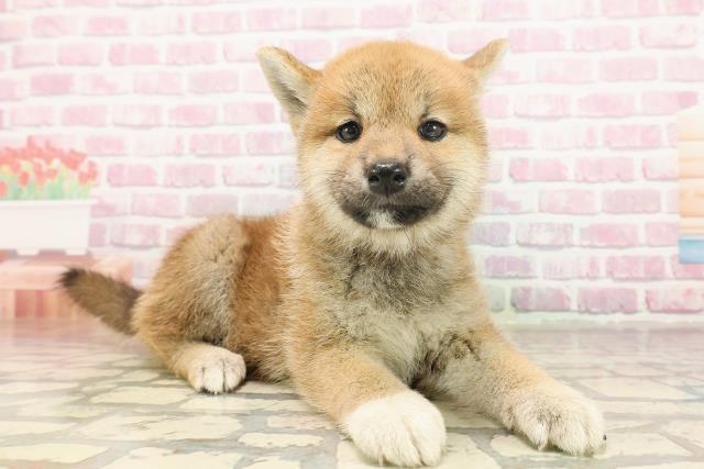 埼玉県の柴犬(標準サイズ) (Coo&RIKUアニマルケアセンター大宮/2025年6月13日生まれ/女の子/赤)の子犬の3枚目の画像