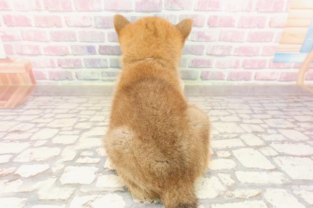 埼玉県の柴犬(標準サイズ) (Coo&RIKUアニマルケアセンター大宮/2025年6月13日生まれ/女の子/赤)の子犬の4枚目の画像