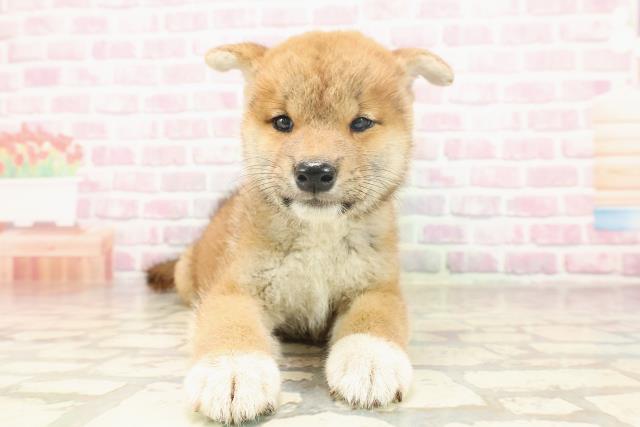 柴犬