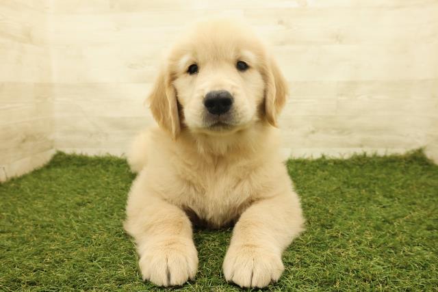 北海道のゴールデンレトリバー (Coo&RIKU北見店/2025年6月14日生まれ/男の子/ゴールド)の子犬の1枚目の画像