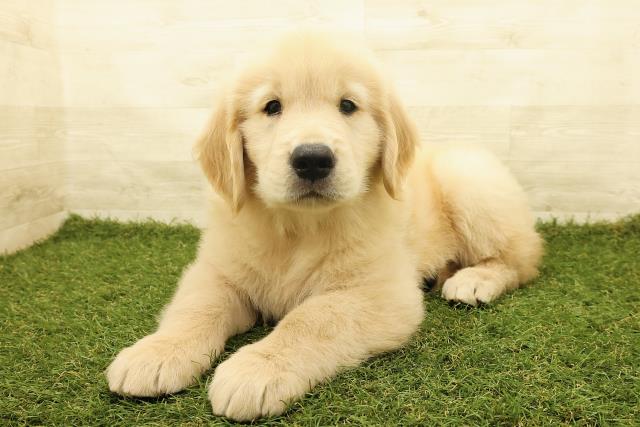 北海道のゴールデンレトリバー (Coo&RIKU北見店/2025年6月14日生まれ/男の子/ゴールド)の子犬の2枚目の画像