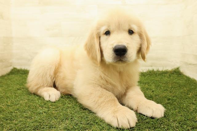 北海道のゴールデンレトリバー (Coo&RIKU北見店/2025年6月14日生まれ/男の子/ゴールド)の子犬の3枚目の画像